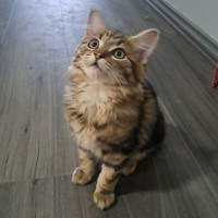 Photo of Lino (Located In Werribee)