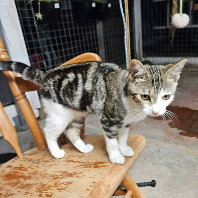 Photo of Judah ** 2nd Chance Cat Rescue **