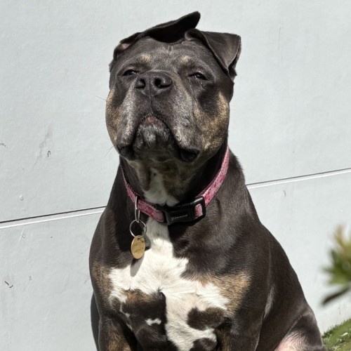 Tozzo - Staffordshire Bull Terrier Dog