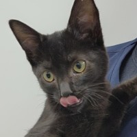 Photo of Liquorice