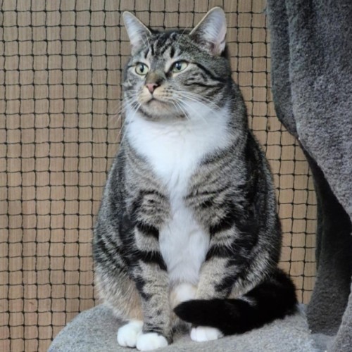 Zebra**2nd Chance Cat Rescue** - Domestic Short Hair Cat