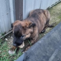 Photo of Brodie