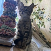 Photo of Muffin