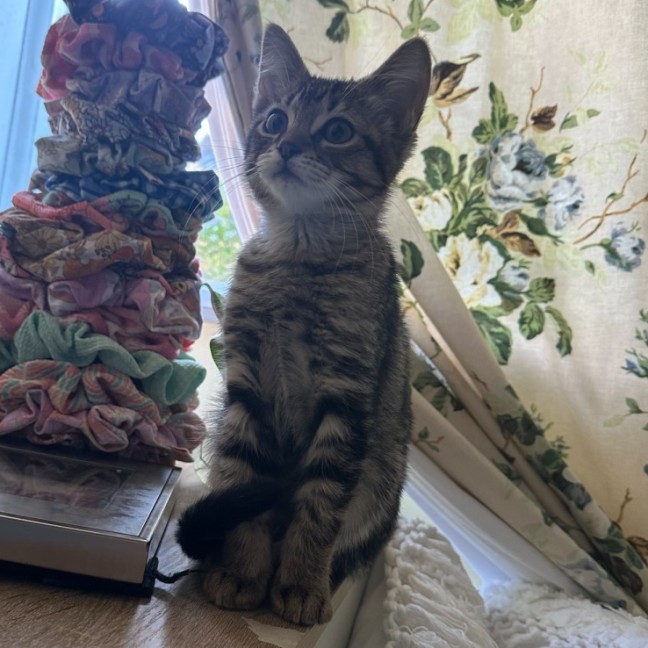 Photo of Muffin