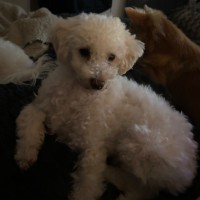 Photo of Tully