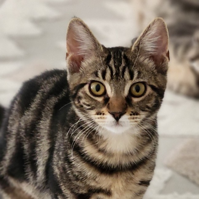 Photo of Miriam ^^Dandy Cat Rescue^^