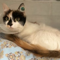 Photo of Silkie
