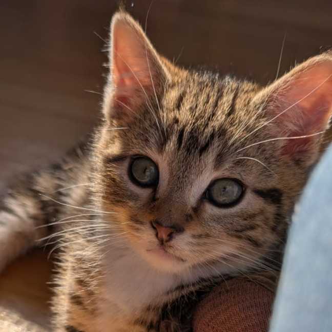 Photo of Floyd^^Dandy Cat Rescue^^