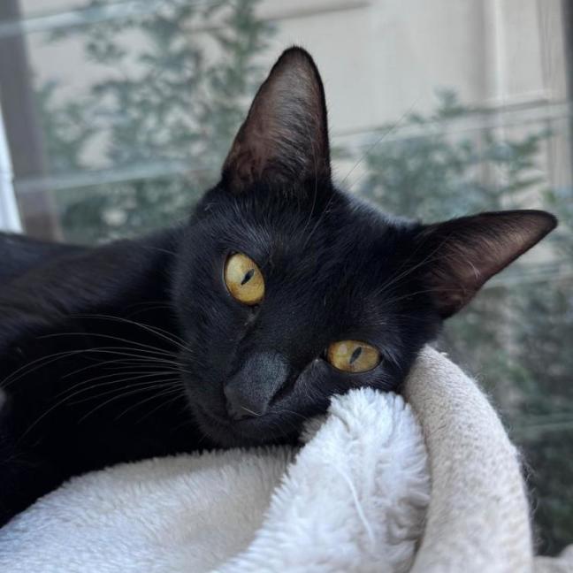 Photo of 🐾 Adelaide 🐾