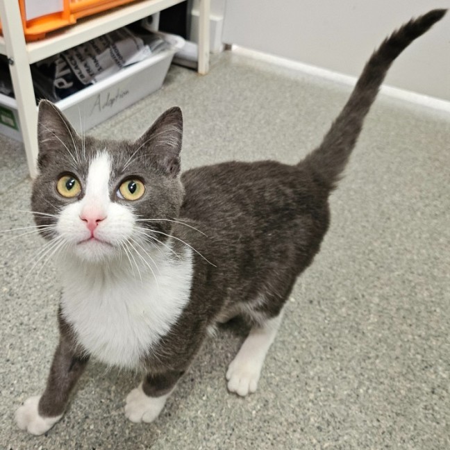Photo of Dodge
