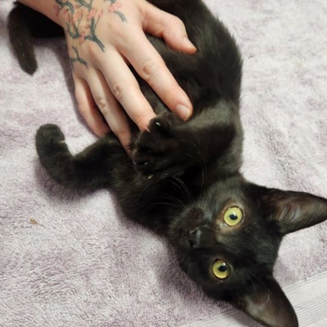 Photo of Liquorice