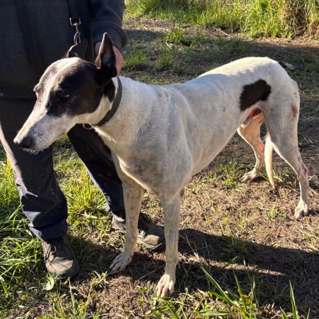 Photo of Bandit