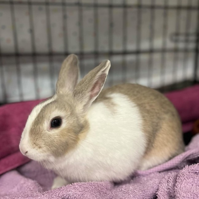 Photo of Prairie Dawn