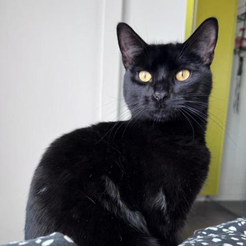 Flow - Domestic Short Hair (DSH) Cat