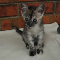 Photo of Nani