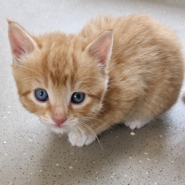 Photo of C1337 Robin