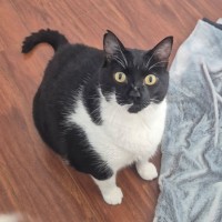 Photo of C1535 Darcy