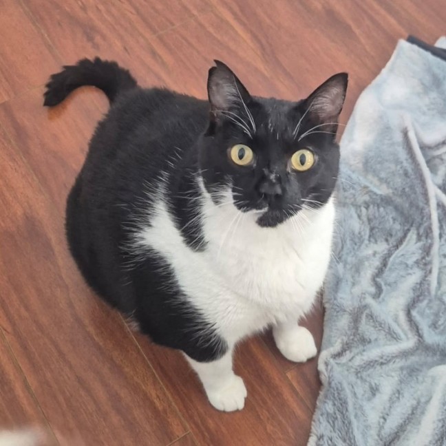 Photo of C1535 Darcy