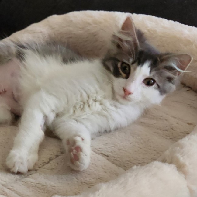 Photo of Flora ^^Dandy Cat Rescue^^