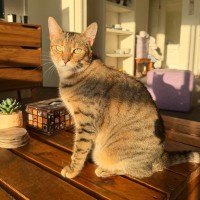 Photo of Amber