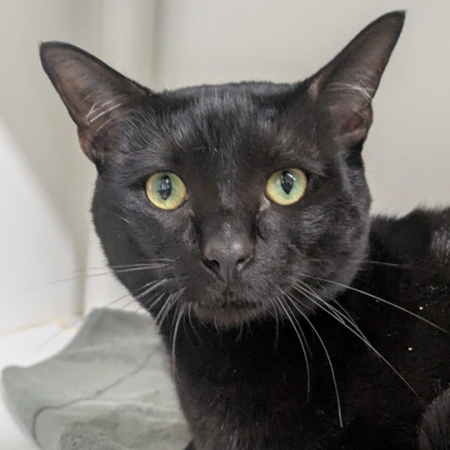 Photo of 🐝 Argyle 6861 🐝