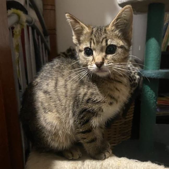 Photo of Hersheys Kisses