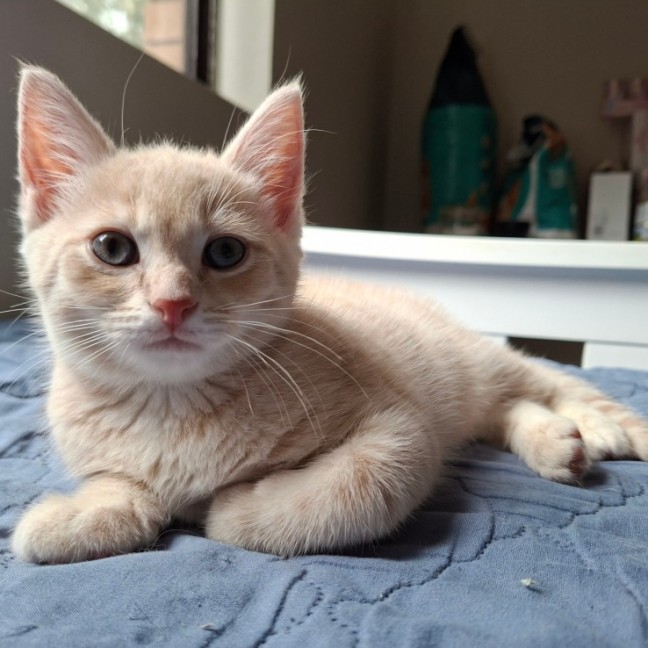 Photo of Aldi Special