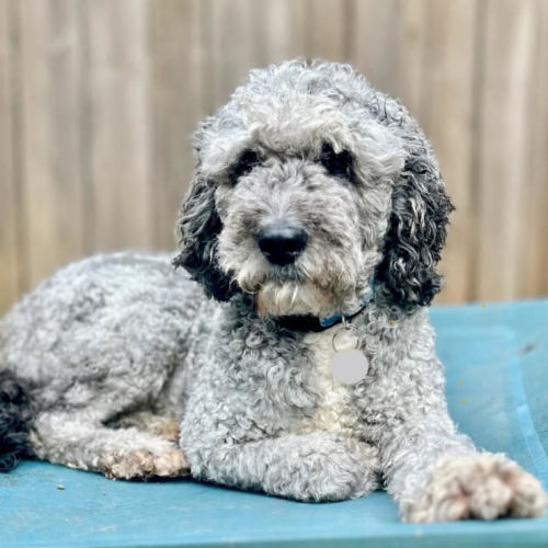 Vincenzo  - Poodle x Golden Retriever Dog