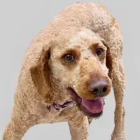 Photo of Hugo