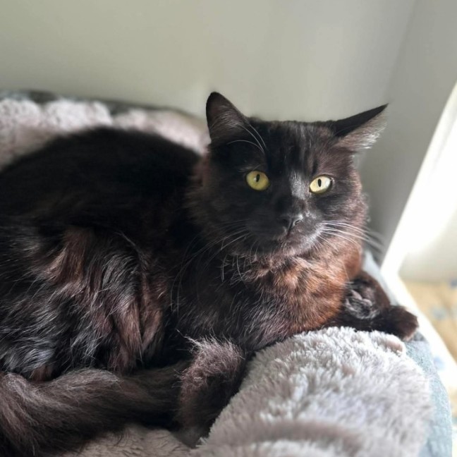 Photo of Smudge