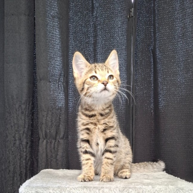 Photo of Brownie