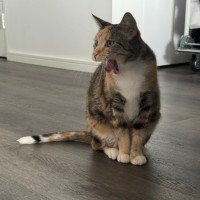 Photo of Caramel Slice