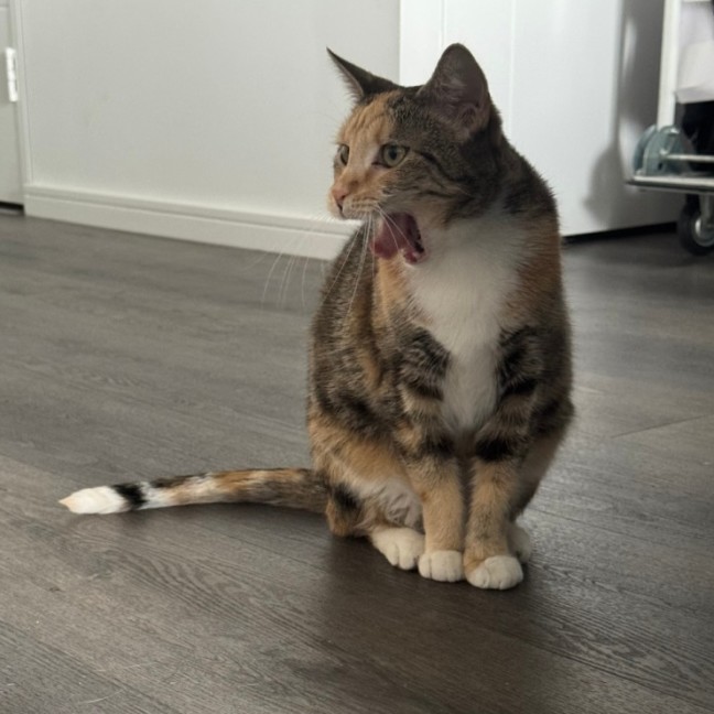 Photo of Caramel Slice