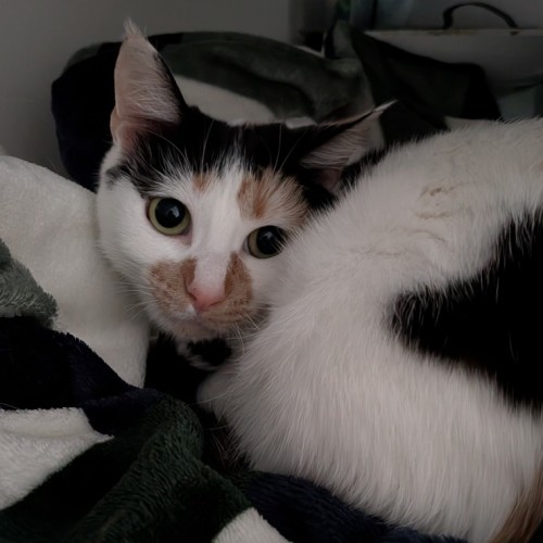 Tzatziki  - Domestic Short Hair (DSH) Cat