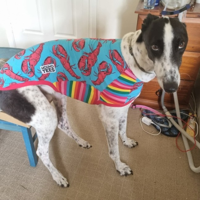 Photo of Maxie, The Greyhound