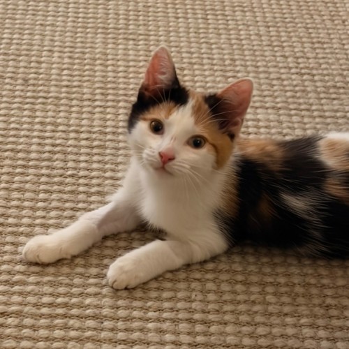 Confetti - Domestic Short Hair (DSH) Cat