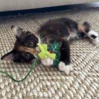 Photo of Pickle