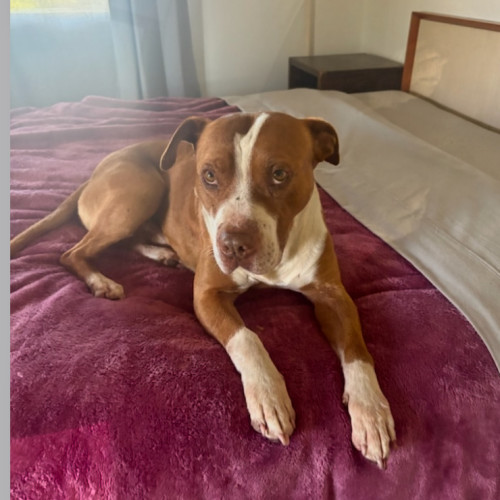 Buster - Staffordshire Bull Terrier Dog