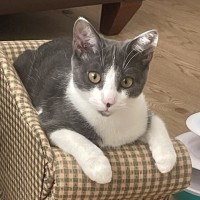 Photo of 💎 Sapphire 💎