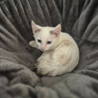 Photo of Aston