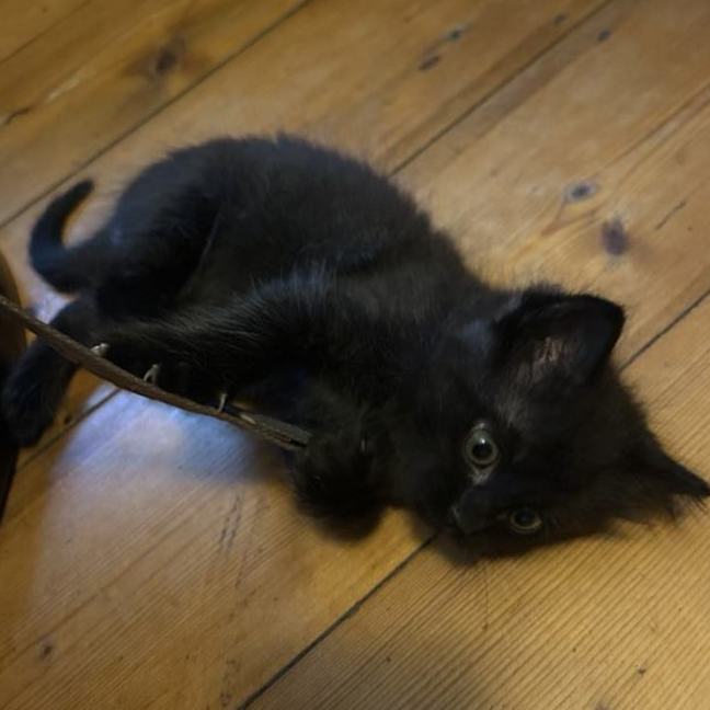Photo of Juniper