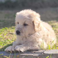 Photo of Baby Bear