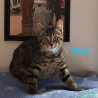 Photo of Guri**2nd Chance Cat Rescue**