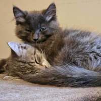 Photo of Tiger Lily **2nd Chance Cat Rescue**