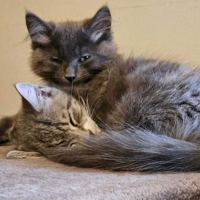 Photo of Tiger Lily **2nd Chance Cat Rescue**