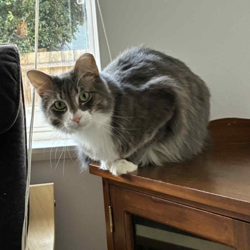 Sawyer - Domestic Medium Hair (DMH) Cat