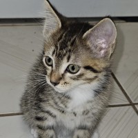 Photo of Ronja **2nd Chance Cat Rescue**