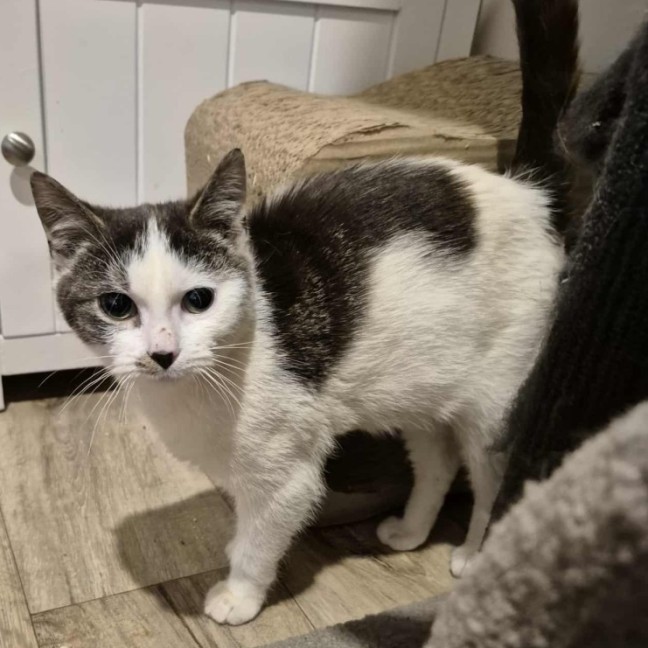 Photo of Rodger Federer ** 2nd Chance Cat Rescue **