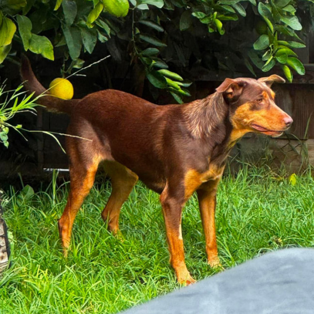 Photo of Piper