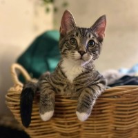 Photo of Chad   Meet Me @ Petstock Prahran 29/3!